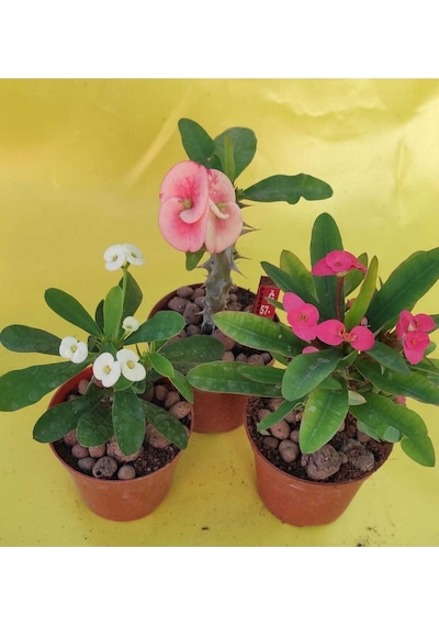 Videolu Milli Dikenler Tacı Kaktüs 1 Adet 3 Farklı Renk Saksılı 20-40cm Euphorbia