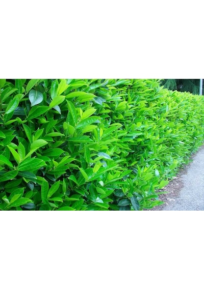 Parlak Yapraklı Kartopu – Viburnum Lucidum 30-40 cm Çit Bitkisi 1