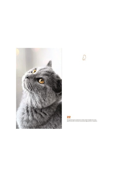 Kedi Dünyası Journal Düz