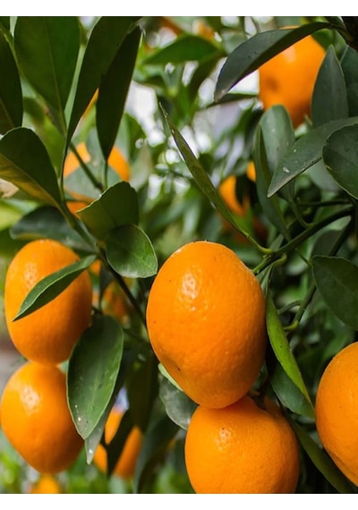 Videolu Ferah Kokulu 1 Adet Primasol Mandalina Fidanı 120-180cm Saksılı\tüplü Primasol Mandarin