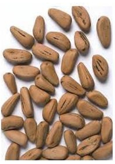 Fıstık Çamı Tohumu 200 GR 260 Adet