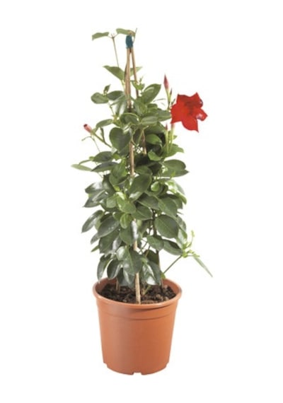 Mandevilla Sarmaşığı - Kırmızı 80-100cm