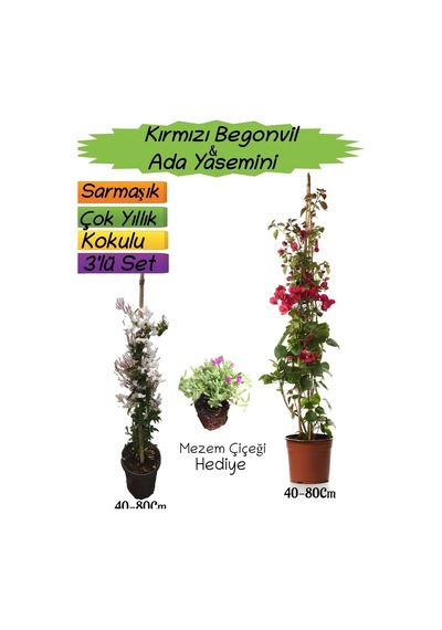 Kırmızı Renk Begonvil+kokulu Ada Yasemini+mezem Çiçeği 3'lü Peyzaj Seti