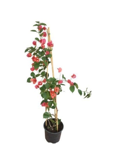 Sırık Begonvil Fuşya Çiçekli Bougainvillea