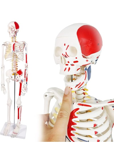 İnsan İskeleti Modeli Sinir Ve Kas Detaylı Numaralandırılmış, 85 Cm - İskelet Maketi 01