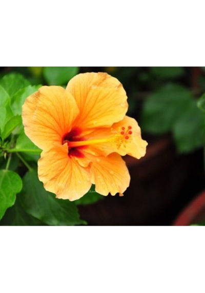 Sarı Japon Gülü Çiçeği Fidanı 25-45 Cm Tüplü Çiçekli Bodur Bitkiler Japanese Rose