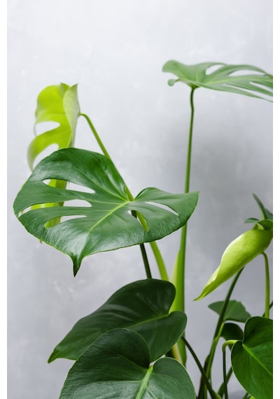 Monstera Deliciosa - Deve Tabanı Canlı Salon Bitkisi - 80 - 100 Cm