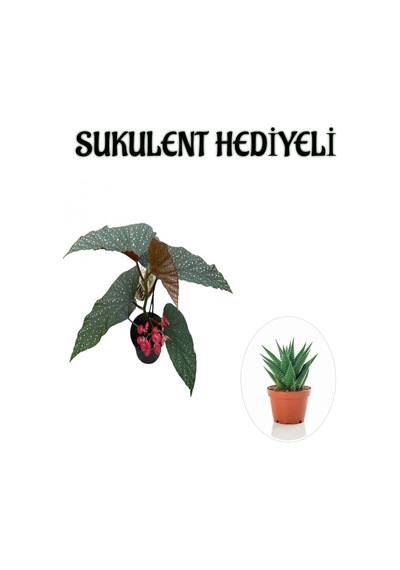 Hediyelik Çiçekli Çilli Begonya Çiçeği Sevgililer Gününe Özel Sukulent Hediyeli
