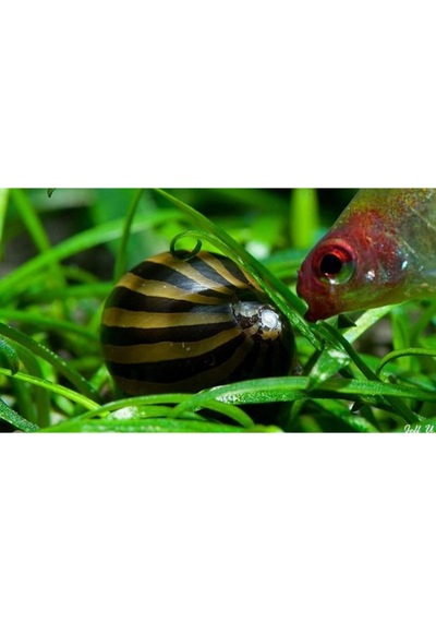 Nerite Salyangoz Zebra 1 Adet iri Boy