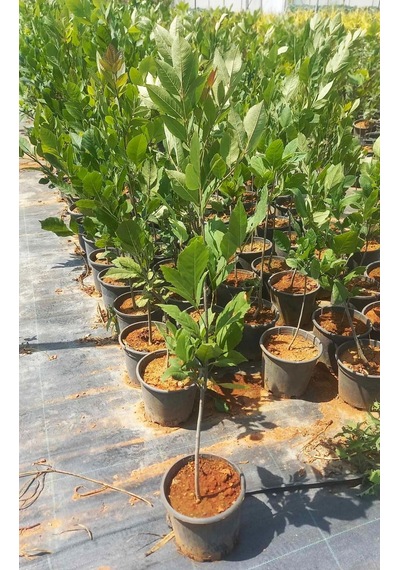Amerikan Dişbudak Fidanı - Fraxinus Americana