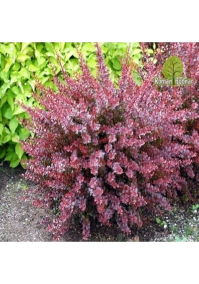 Berberis Fidanı 30 - 50 Cm