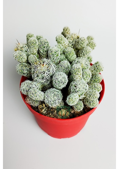 Dantel Kaktüs Beyaz Nadir Mammillaria Gracilis Fragilis Özel Tür