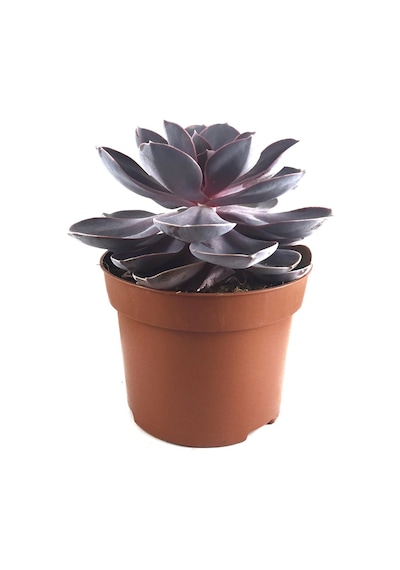 Echeveria Gibbiflora 'Purple Pearl' (Sukulent) Ø10,5 CM Y10-15 CM