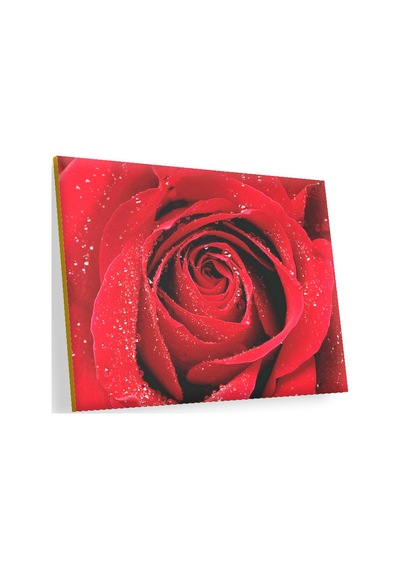 Cakasepetim Yağmur Damlası Ve Güzel Gül Fotoğrafı Ahşap Mdf Tablo