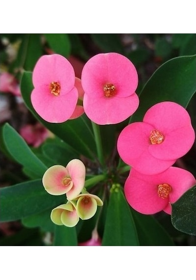 Sıcak Pembe Dikenler Tacı Euphorbia Fidanı 10-30 Cm