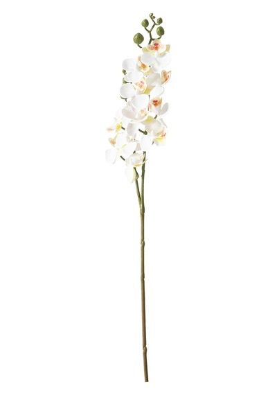 Delphıra Dal Çiçek Beyaz 62 Cm Diğer