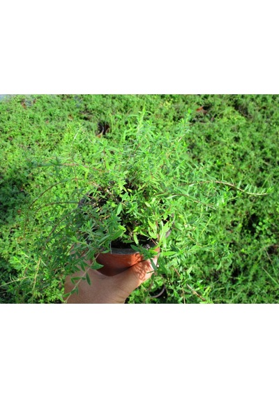 Yayılıcı Biberiye Rosmarinus Officinalis Prostratus 2 Adet