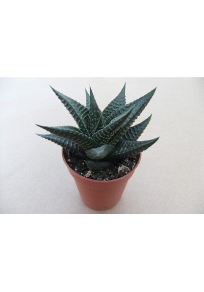 Haworthia Limifolia 15 Adet