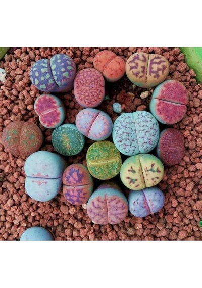 10 Adet Living Stone Succulent Tohumu