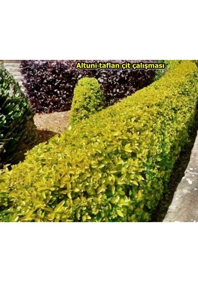Gold Taflan Fidanı 20-40 Cm altuni Taflan Euonymus Japonica