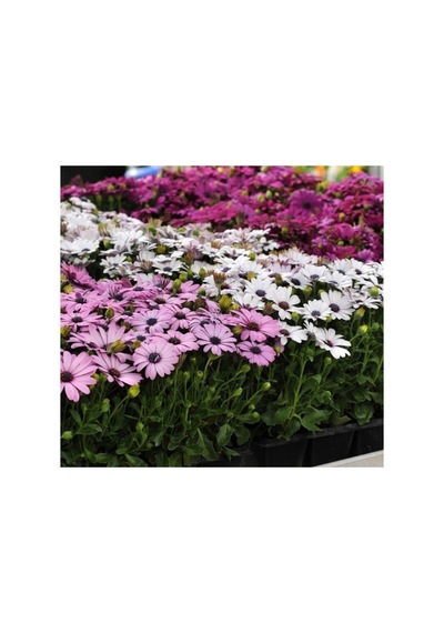 Kalıcı Bodrum Papatyası Tohumu - Sarı Ve Pembe Renkli - 5 Tohum