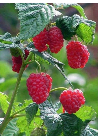 Yediveren Ahududu Fidanı Rubus İdaeus Tüplü