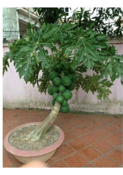 Ithal Bodur Saksılık Papaya Ağacı Tohumu Ekim Seti