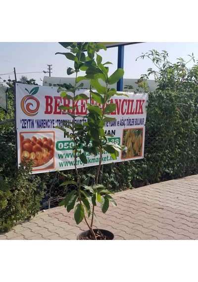 6 Yaş Pink Guava Fidanı. Saksıda