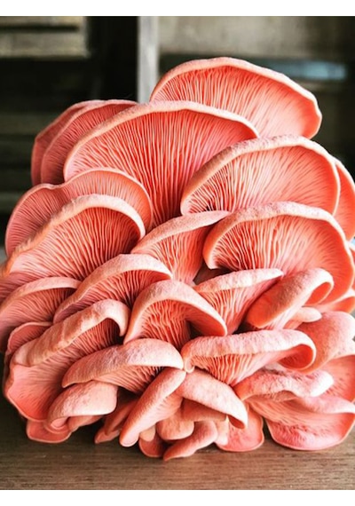 Pembe İstiridye Mantarı Miseli Tohumu Vakumlu 100 Gram Ekim Kılavuzu
