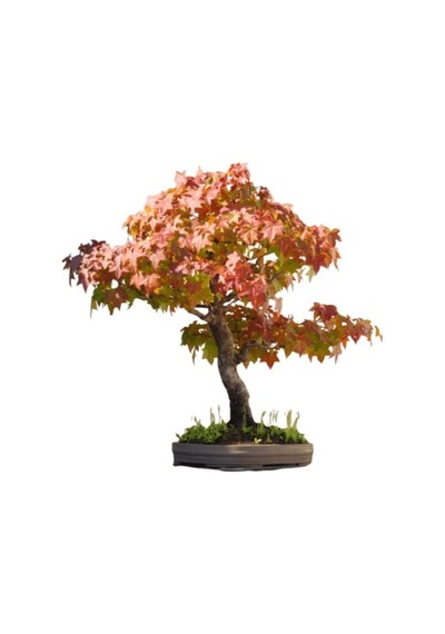3'Lü Set Bonzai Ağacı Tohumu Bonsai Acer Rubrum Çınar Selvi Ekim