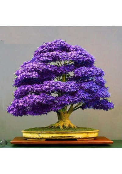 Bodur Mor Azalea Bonsai Ağacı Tohumu 5 Adet Tohum