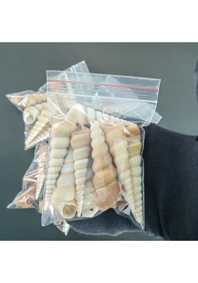 Tr Deniz Kabukları :krem Minare / 10 Adet / 5-10 Cm Diğer