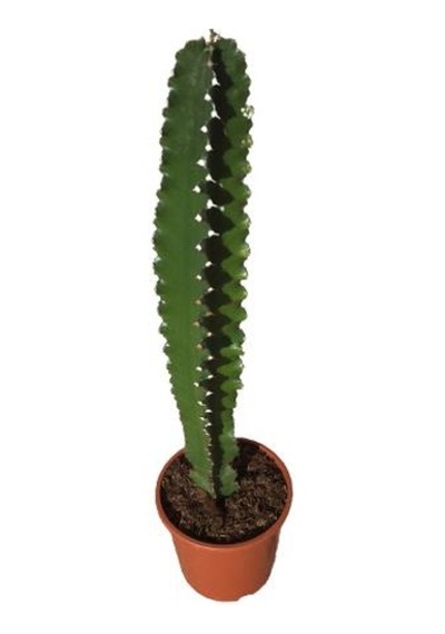 Euphorbia İngens -kovboy Kaktüs 75-80 Cm