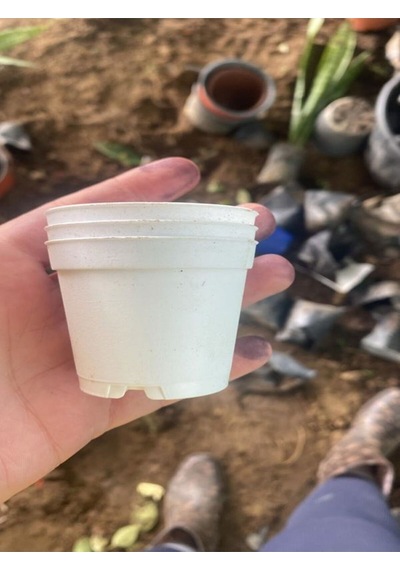 Nura Botanik Katı Plastik Sukulent Saksısı 10 Adet Beyaz 5.5 Cm