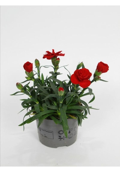 Yeni Sezon Bol Çiçekli 5 Adet Karanfil Çiçeği Renkli Bodur Tür 15-25cm