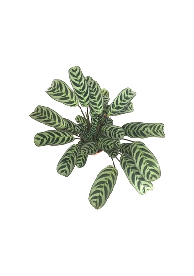Ctenanthe 'Burle Marxii' Ø12 CM H20-25 CM
