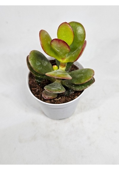 Crassula Ovata Sukulent-8691993070103