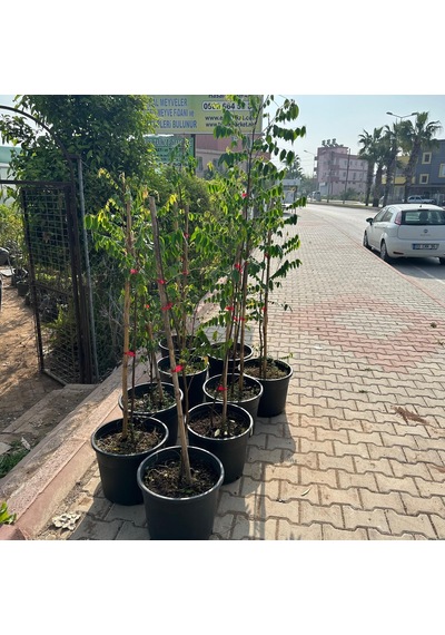 Meyve Verir Durumda 20 Lt Saksıda Carambola Yıldız Meyvesi Fidanı