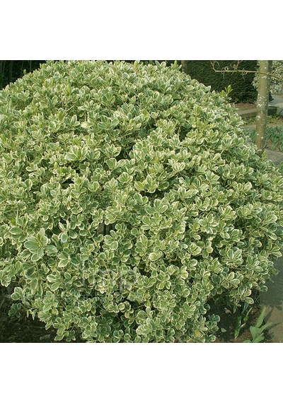 Alaca Taflan Fidanı 30-50 Cm Euonymus Japonica Variegata Da