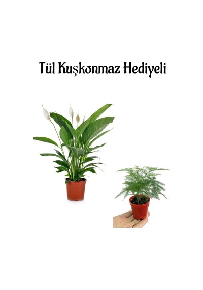 Beyaz Çiçekli Barış Çiçeği Kadınlar Gününe Özel Tül Kuşkonmaz Hediyeli