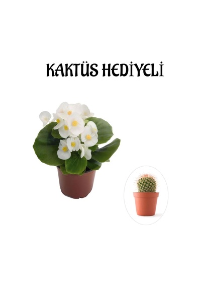 Hediyelik Beyaz Şeker Begonya Çiçeği Sevgililer Gününe Özel Kaktüs Hediyeli