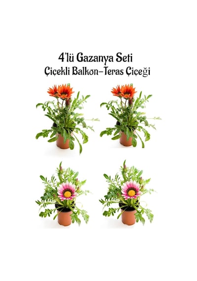 Kırmızı Gazanya 2 Adet+ Pembe Beyaz Gazanya 2 Adet Saksılı 10-20cm Balkon Bitkisi