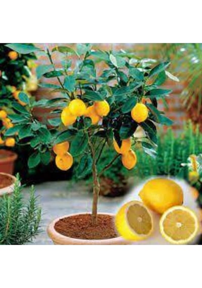 10 Adet Tohum Bodur Bonsai Limon Ağacı Tohumu Italyan Limon Seti Saksı Toprak Sürpriz Hediyeli..