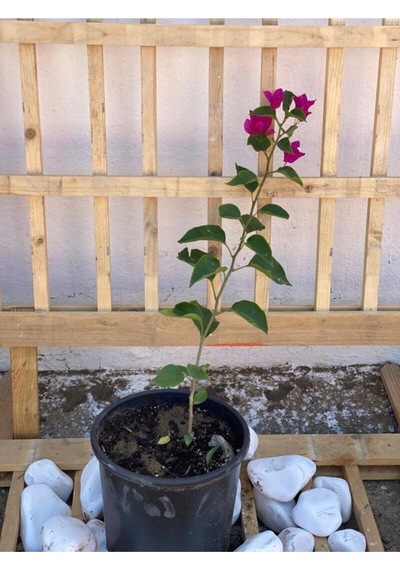 Fuşya Begonvil Bougainvillea
