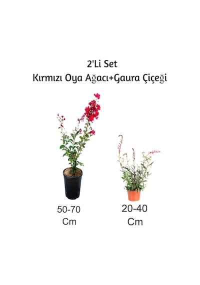 Kırmızı Oya Ağacı+ Gaura Çiçeği 2'li Set Dış Mekan Bitkisi