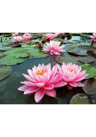 1 Adet Tohum Nadir Bulunan Pembe Lotus Su Çiçeği Tohumu Nilüfer Ç