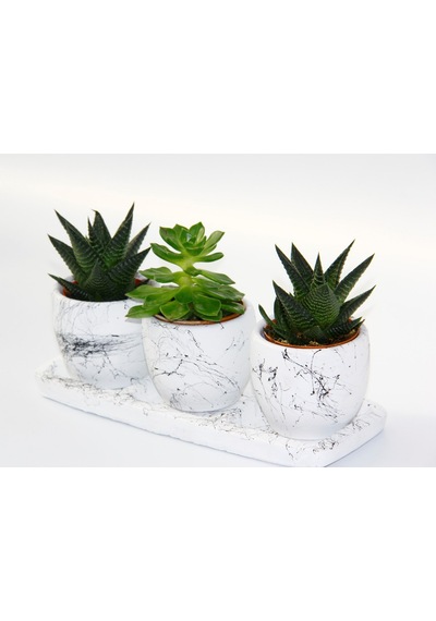 Trio Beyaz Sukulent Seti - Haworthia. Echeveria Emerald