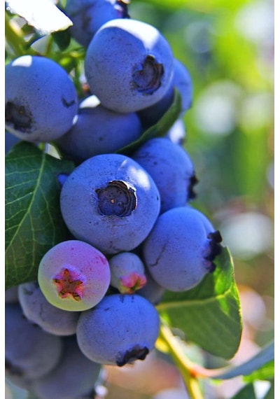 Şifalı Saskatoon Berry Fidanı