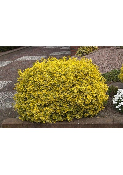 Gold Taflan Fidanı 20-40 Cm altuni Taflan Euonymus Japonica