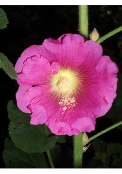 20 Adet Mixed Colors Hollyhock Country Romance Tohumu